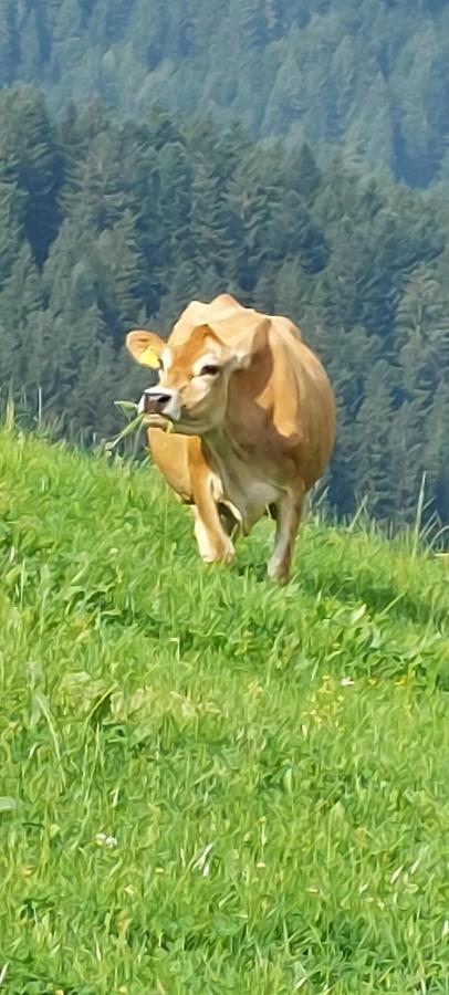Vorderweinaugut Lägenhet Annaberg im Lammertal Exteriör bild